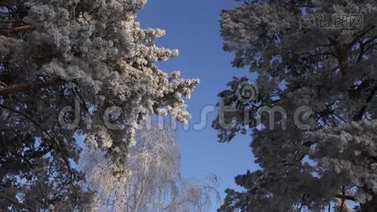 冬季景观。 蓝天和松树的顶端。 所有的针都结霜了。 寒冷的一天。视频