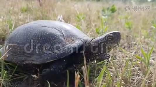 欧洲池塘海龟或欧洲池塘的细节在草地上，把头藏在贝壳里。视频