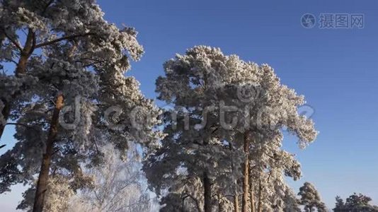 寒冷的冬日。 松树顶部覆盖着霜冻。 蓝天背景。视频