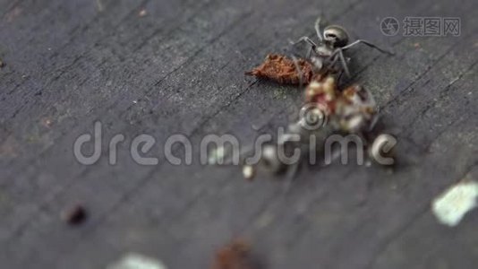 很多大蚂蚁都带着死虫去筑巢。 有色人种视频