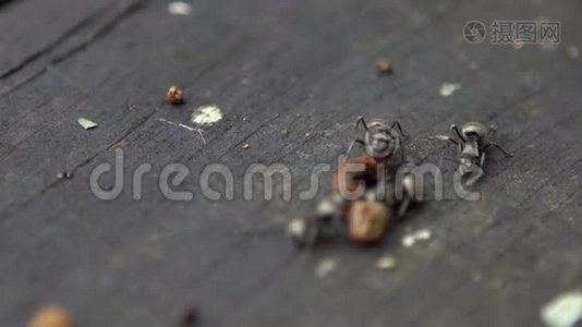 很多大蚂蚁都带着死虫去筑巢。 有色人种视频