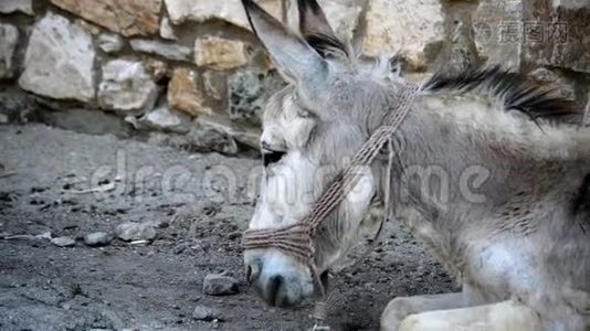 驴子躺在地上视频