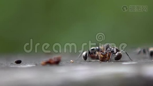 很多大蚂蚁都带着死虫去筑巢。 有色人种视频