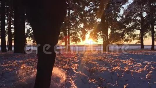 徒步旅行者带着背包在松林中散步，日落时覆盖着新鲜的深雪。 游客步行低角度视野视频