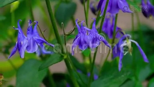 水蜜蜂上的花视频