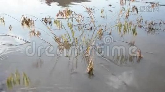 河里的植物视频