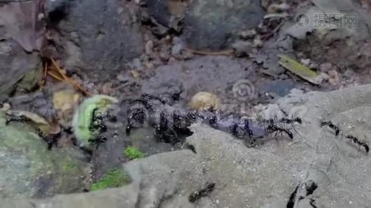 在热带雨林中携带蚯蚓的黑蚂蚁。视频