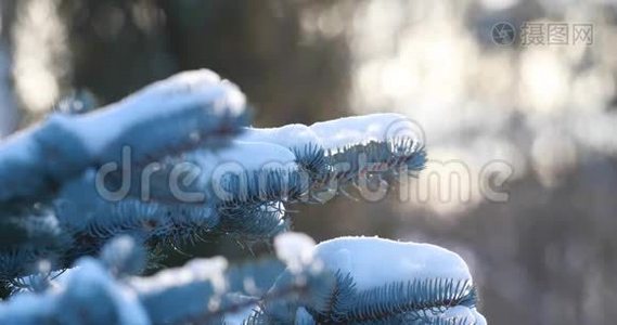 雪落在云杉上雪落在森林里的一根松枝上。 慢动作。 一枝云杉在阳光明媚的冬日里视频