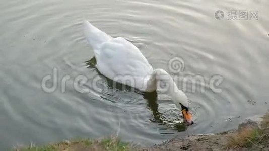 美丽的白天鹅，红嘴在湖里游泳。 野生动物吃草，喝干净的水。视频