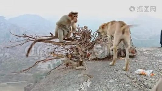 有趣的猴子在光秃秃的树枝和与狗打架视频