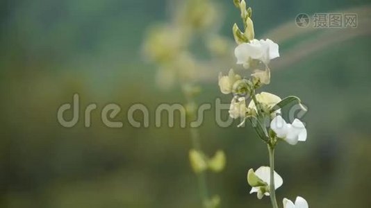 小白花。视频