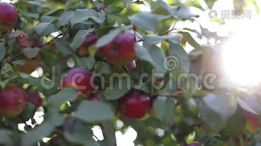红苹果在树枝上，绿叶在阳光下闪闪发光。 镜头耀斑。视频