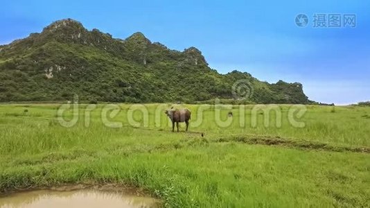 近距离鸟类在水牛城跳跃，回到草地与山视频