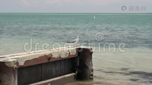 一群海鸥视频