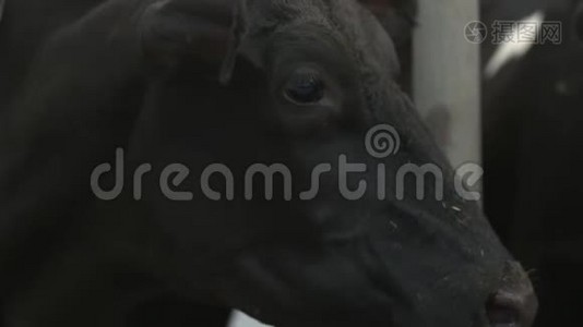 在另一头奶牛附近的农场里，一头黑牛正在咀嚼食物视频