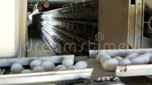 禽类生产鸡蛋的厂家，鸡蛋采用输送机、特写、工业视频