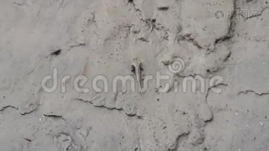 印度恒河三角洲丛林中的泥沼泥塑机视频