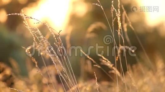 日落时田野里的干草视频