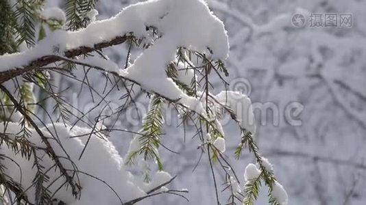 冬天森林里覆盖着新雪的树枝视频