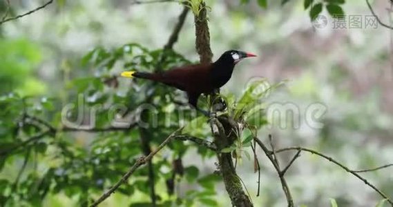 蒙特祖马·奥罗本多拉-新世界热带冰毒鸟。视频
