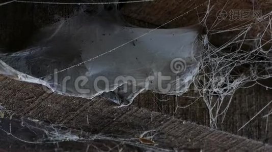 木屋天花板上的一张网。 有蜘蛛网和蜘蛛的旧谷仓。视频