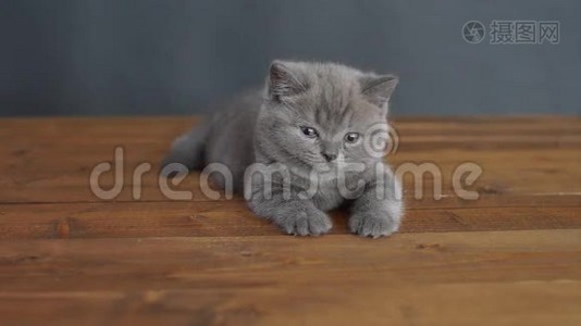 小猫躺在木地板上视频
