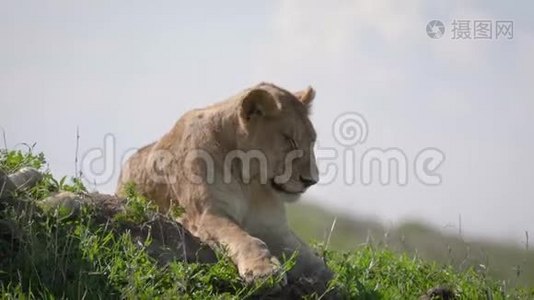 非洲狮卧在草原的草地上视频