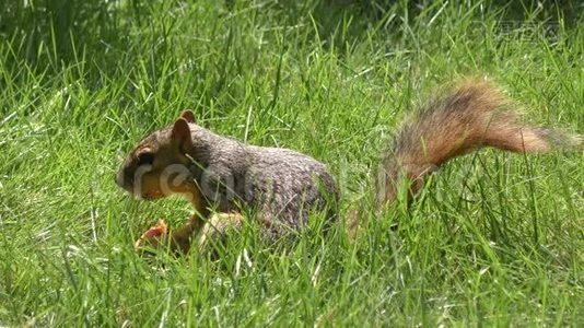 狐狸松鼠吃桃子视频