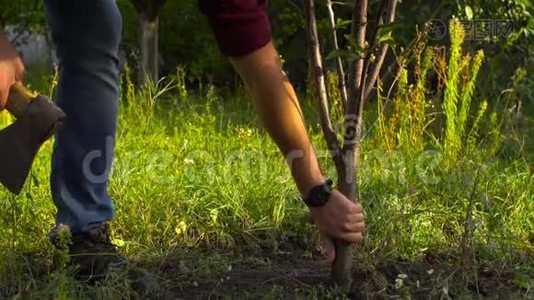 樵夫用斧头砍了花园里的一棵树视频