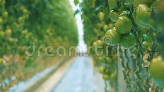 新鲜西红柿在植物上，特写..视频