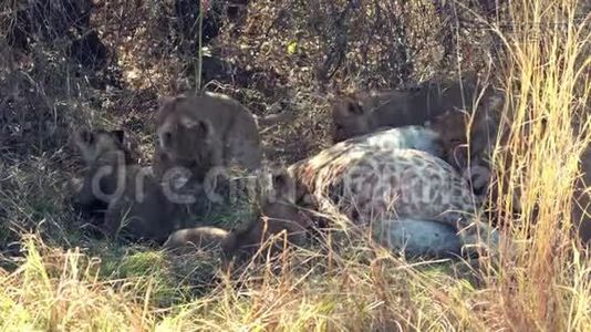 狮子幼崽试图吃掉被母亲杀死的长颈鹿视频