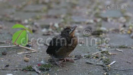 小鸟宝宝被喂了视频