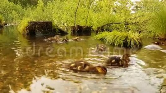 关小鸭雏在水中游泳的大群野鸟.. 鸭子和鸭子在散步，漂浮，鸭子在上面视频