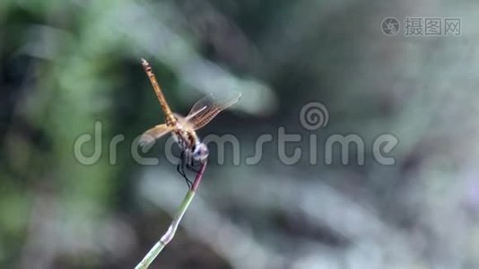 蜻蜓在风中坐在植物上视频