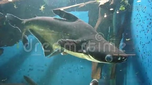 水族馆里的小鲨鱼视频