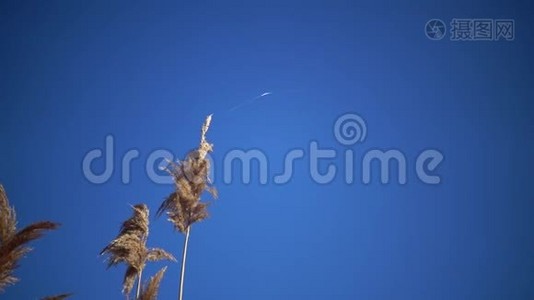 一张网和一根芦苇在蓝天的背景下迎风飘扬，博尔格勒斯基地区视频
