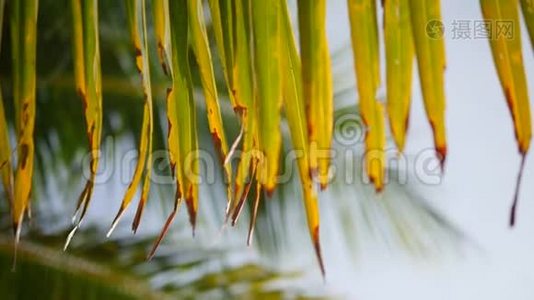 在天堂热带海滩上，椰子棕榈树的叶子映衬着蓝天。 暑假旅游假期背景概念视频