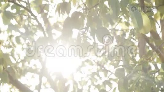 阳光透过树叶视频