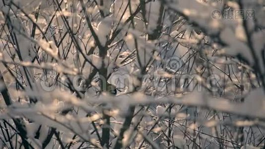 树枝上覆盖着雪。 甲鼠坐在树枝上，清理羽毛，飞走了。视频