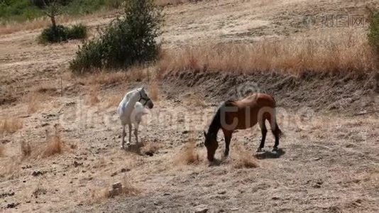 马在西西里田里吃干草视频