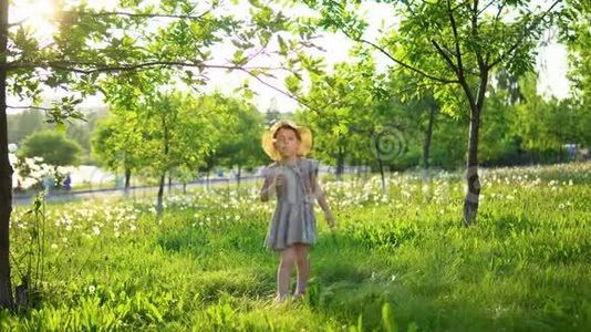 一个小欧洲女孩从白色的蒲公英里吹出蓬松的种子。视频