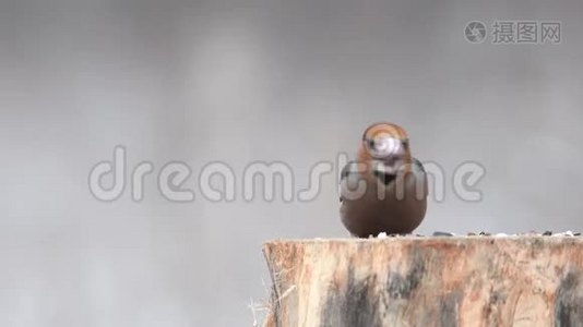 栖息在冬季鸟类饲养器上的鹰翅目球虫视频