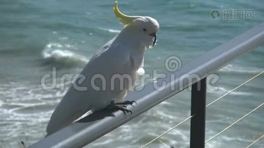 澳大利亚鹦鹉栏杆上走着视频
