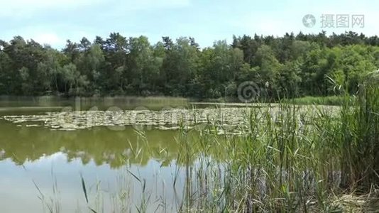 夏季的湖泊景观。 德国哈弗兰的乡村。视频