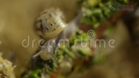 蜗牛吃东西视频
