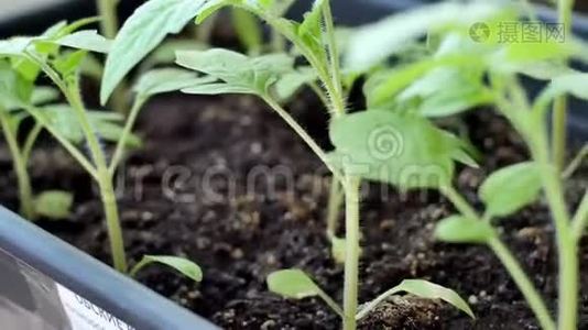 温室里的绿色番茄种子可以种植了视频