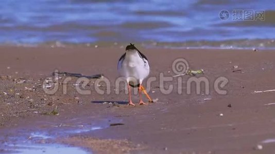 鸟欧亚大陆的观鸟海马在沙岸和浅水中行走。视频