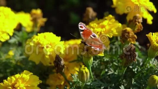 美丽的蝴蝶孔雀眼在黄花上采集花蜜..视频