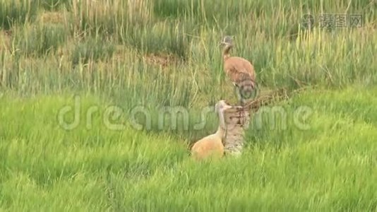 两只沙丘鹤穿过草地视频