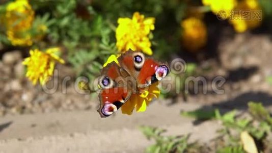 美丽的蝴蝶孔雀眼在黄花上采集花蜜..视频